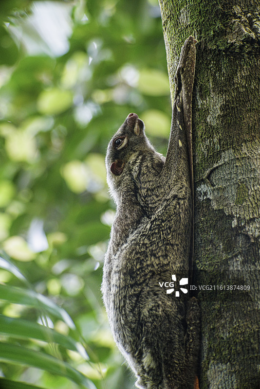 马来西亚砂拉越州首府古晋周边的山都望半岛国家公园雨林中的马来鼯猴特写图片素材