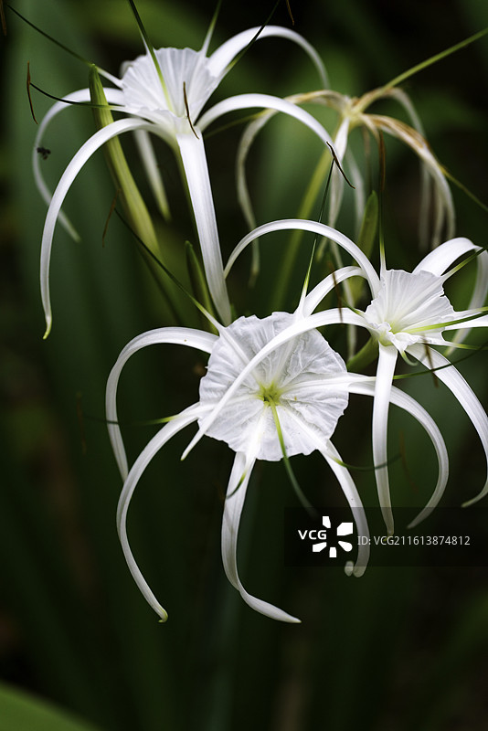 马来西亚著名景区塔曼奈加拉（大汉山）国家公园雨林酒店中盛开的石蒜科植物水鬼蕉（蜘蛛兰）图片素材