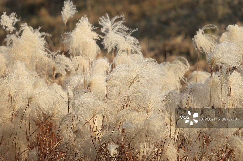 苕溪边柔和飘逸的芦苇荡图片素材