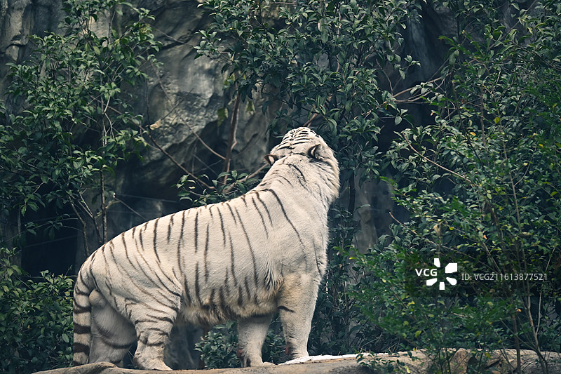 红山森林动物园孟加拉虎-白虎-吃肉巡逻图片素材
