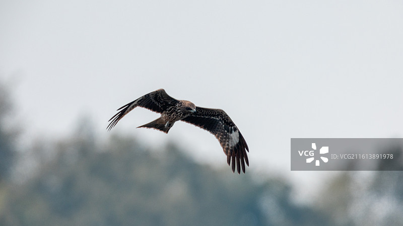 重庆迎龙湖国家二级保护动物——黑鸢图片素材