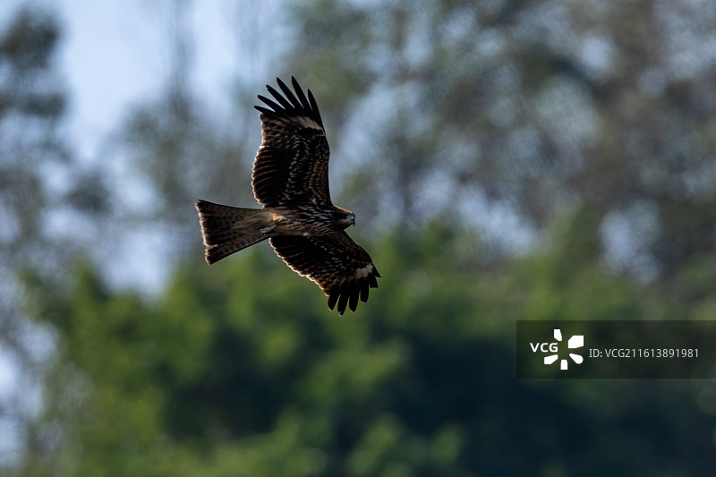 重庆迎龙湖国家二级保护动物——黑鸢图片素材
