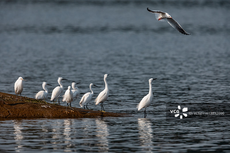 重庆迎龙湖湿地公园野生动物——白鹭图片素材