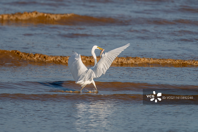一只白鹭鸟在水中活动觅食图片素材