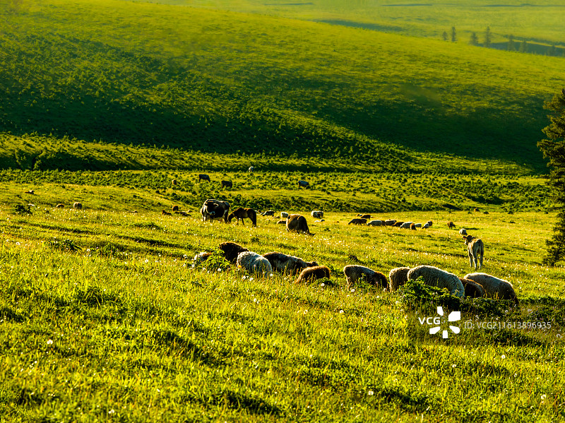 新疆维吾尔自治区伊犁哈萨克自治州新源县那拉提镇的那拉提草原。画面中，广阔无垠的绿色草原如绿毯般铺展，图片素材