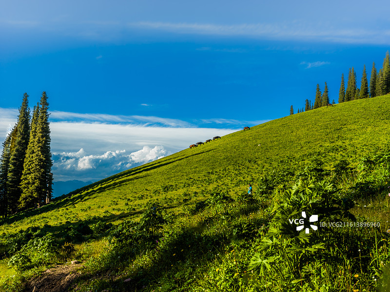 新疆维吾尔自治区伊犁哈萨克自治州新源县那拉提镇的那拉提草原。画面中，广阔无垠的绿色草原如绿毯般铺展，图片素材