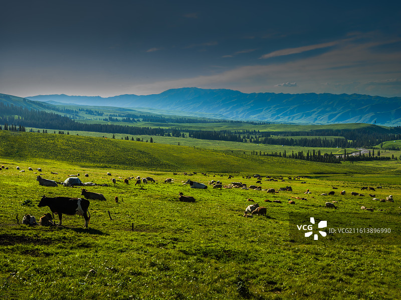 新疆维吾尔自治区伊犁哈萨克自治州新源县那拉提镇的那拉提草原。画面中，广阔无垠的绿色草原如绿毯般铺展，图片素材
