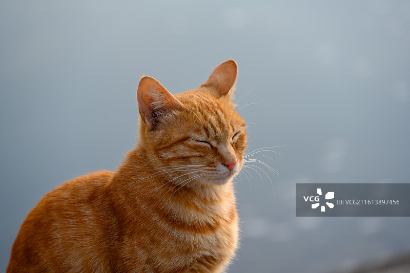 湖畔的橘色猫咪图片素材