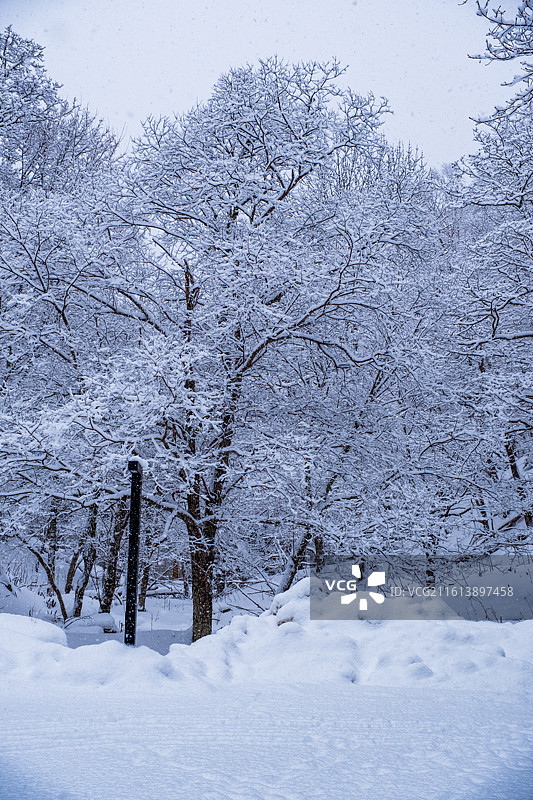冬天日本北海道道东钏路市阿寒湖，雪景中的阿寒川日式豪华温泉旅馆酒店，大雪纷飞雪地上树木图片素材