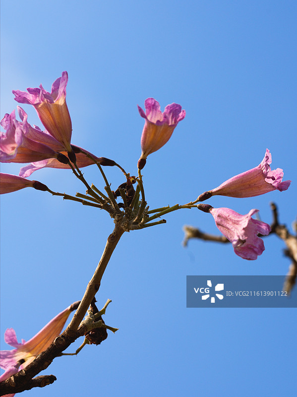 淡蓝色天空下粉红色开花植物的低角度视图图片素材