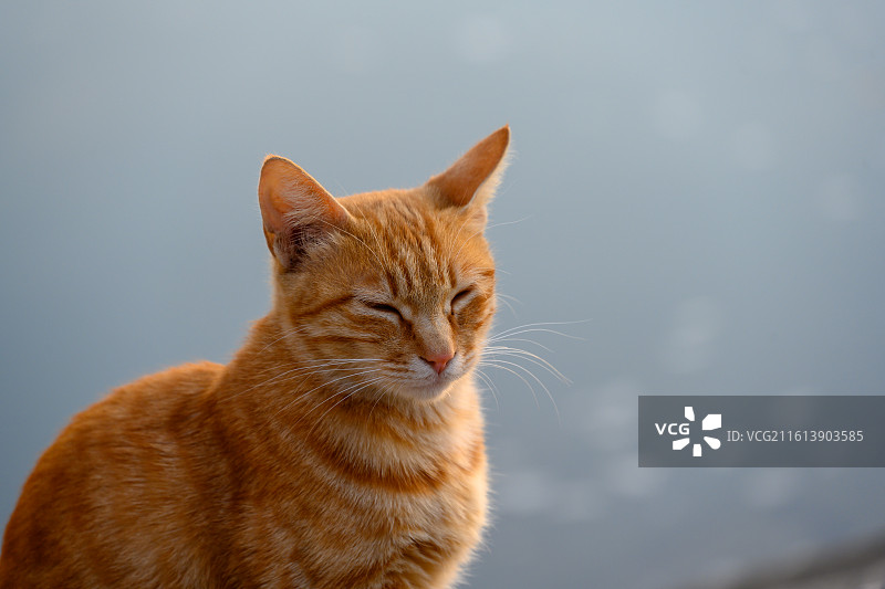 湖畔的橘色猫咪图片素材