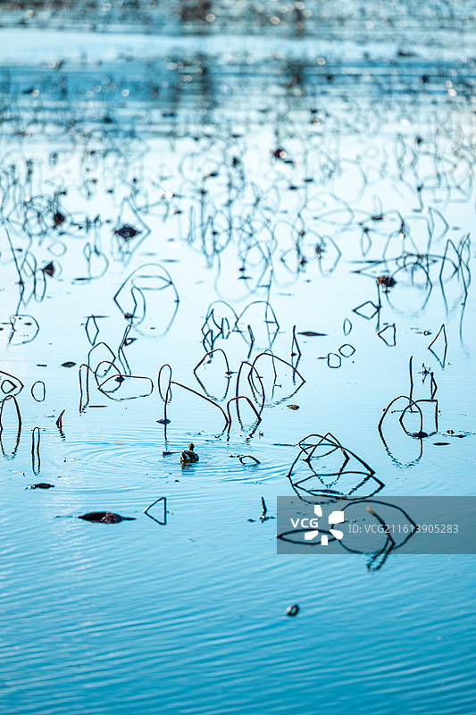 湖面上残荷图片素材