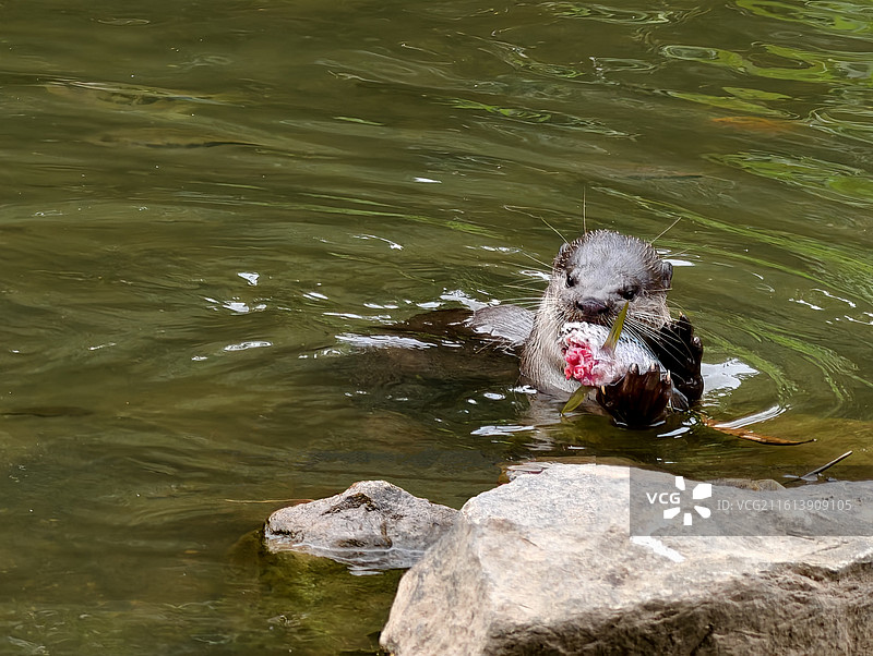 在新加坡加冷河中捕食鱼的野生水獭图片素材