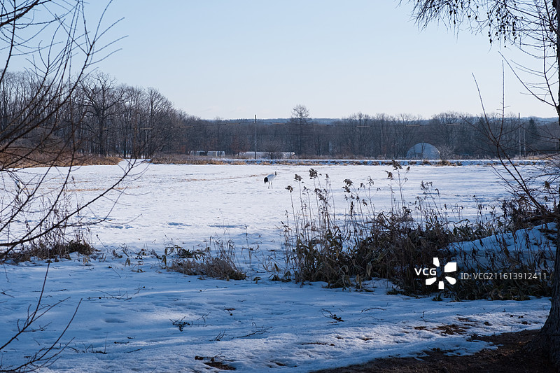 日本北海道道东钏路市钏路湿源公园里雪地丹顶鹤群图片素材