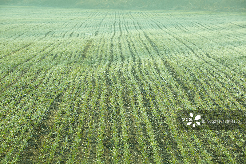 河北省沧县捷地镇冬季麦田风光图片素材