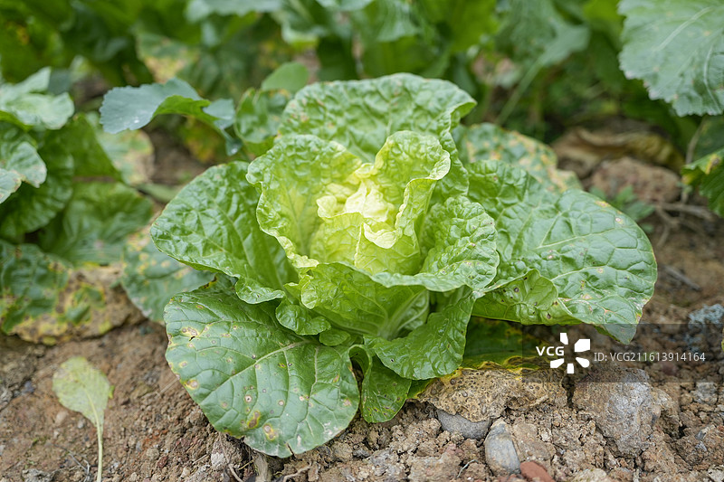 菜地，种菜，菜园，菜园子，田地，种植，农村，乡村，农家乐，农耕，蔬菜，种地，农业，务农，田园，自然，图片素材
