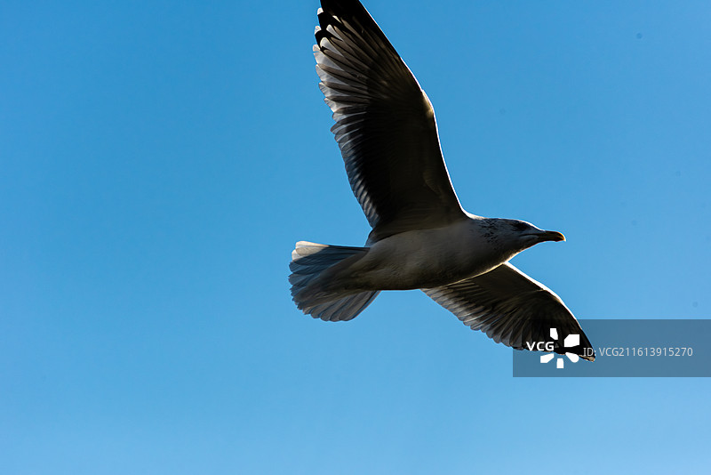 冬日城市中的精灵图片素材