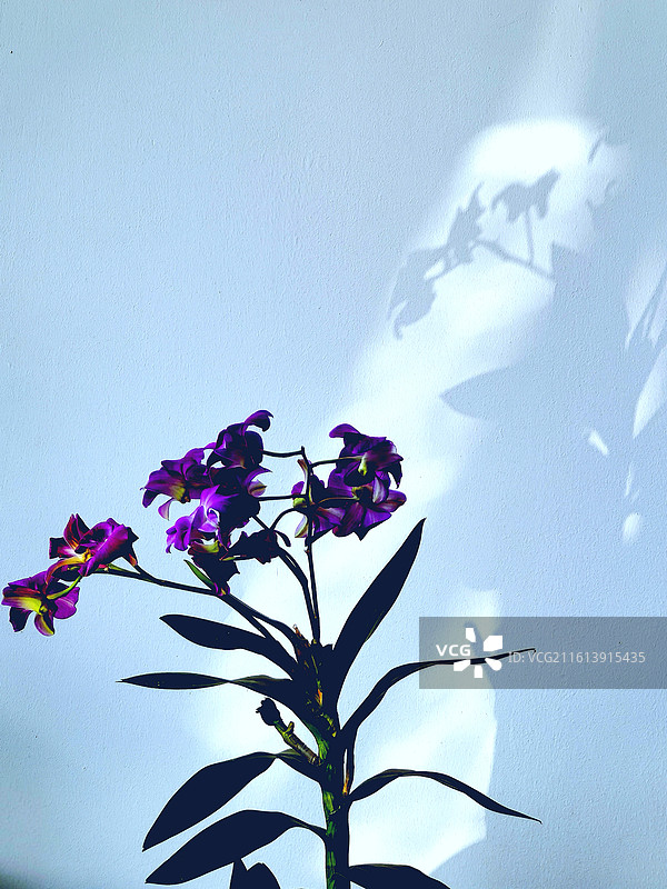 花·影 兰花及墙壁上的投影。图片素材