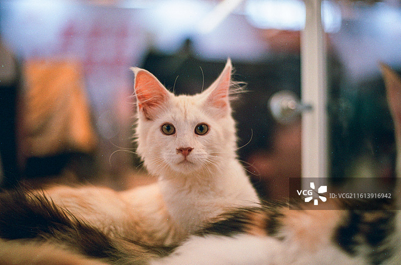 猫的特写肖像图片素材