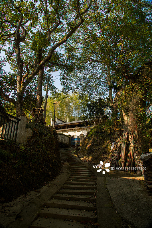古樟树群中的民舍图片素材