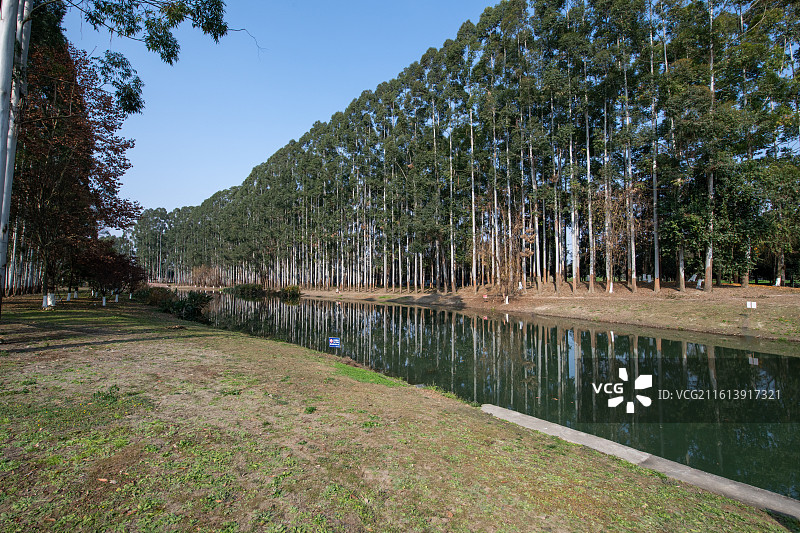 成都市郫都区三道堰青杠树景区香脂湖公园桉树林图片素材