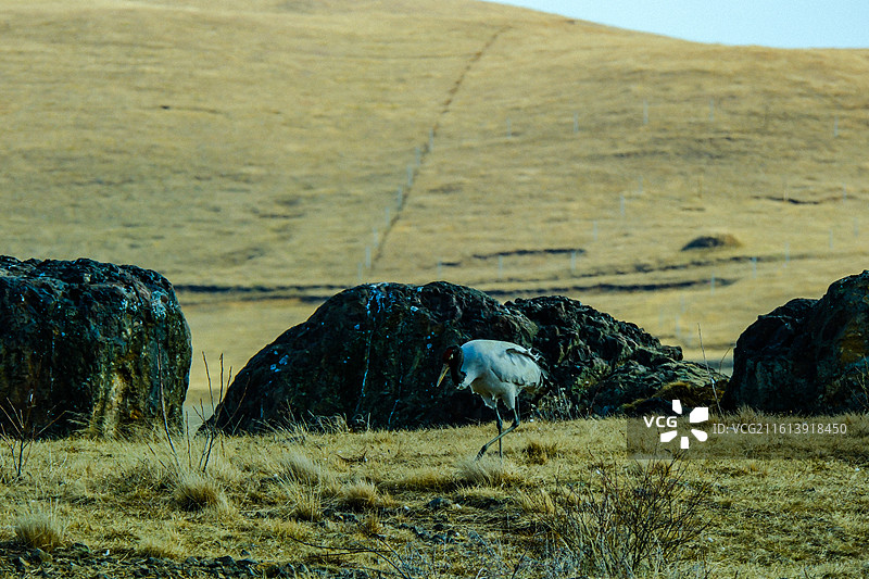 中国云南省昭通市昭阳区大山包镇大海子的黑颈鹤，黑颈鹤，大海子车路村风光，黑颈鹤，越冬，候鸟，一只黑颈图片素材