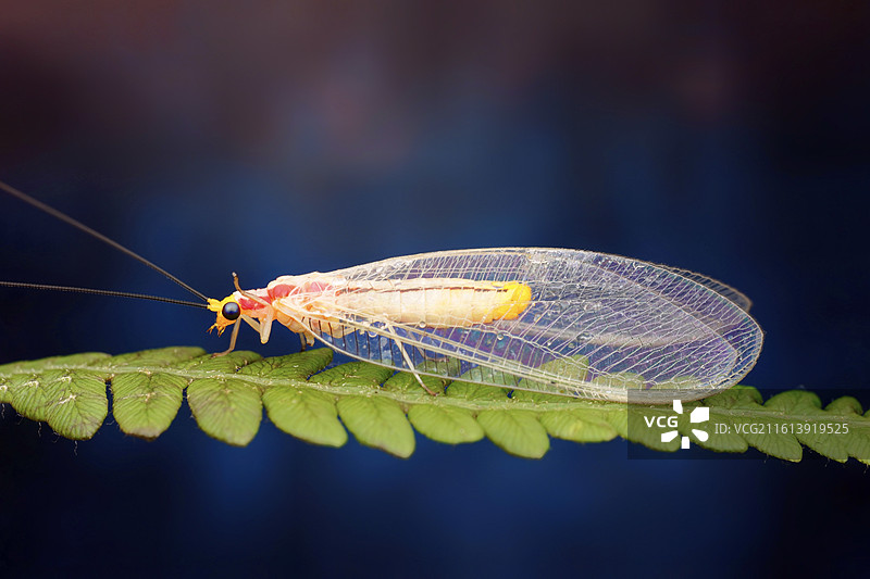 草蛉仙子图片素材