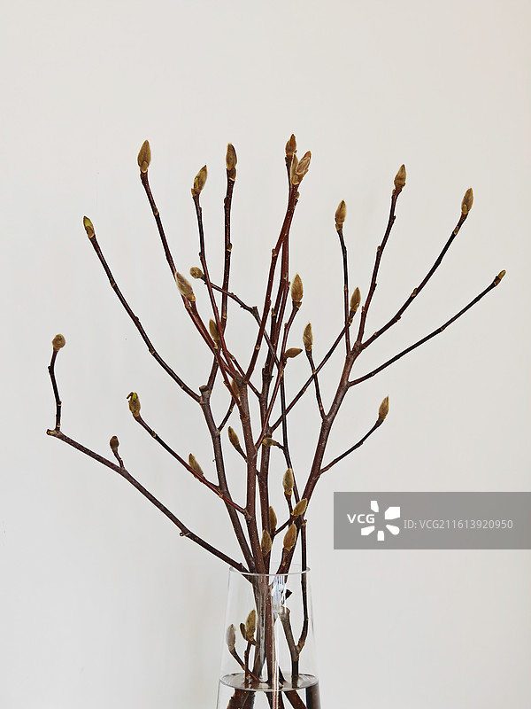 水培鲜花，水培，水培玉兰，广玉兰，枯枝，枯枝上孕育着花苞，春天，生命活力，花苞花蕾，玉兰花，玉兰花苞图片素材