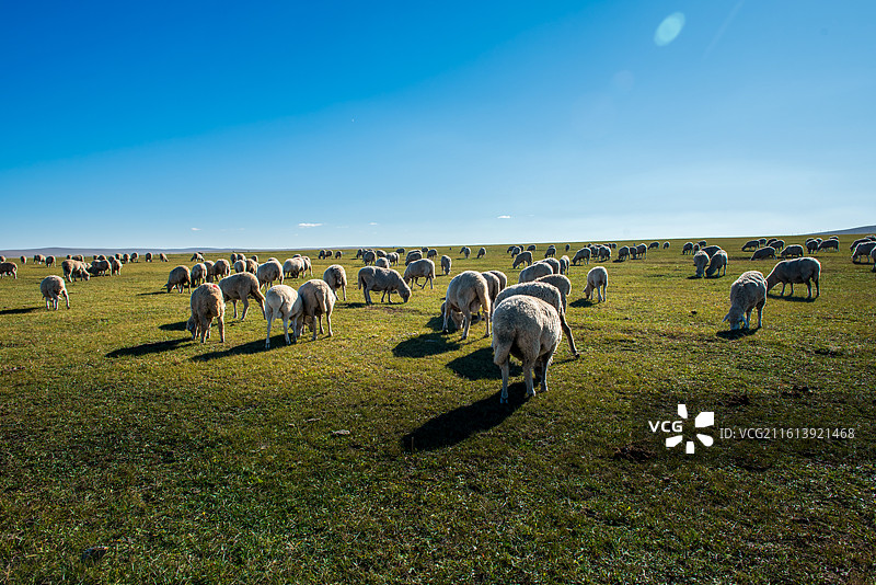 呼伦贝尔草原图片素材