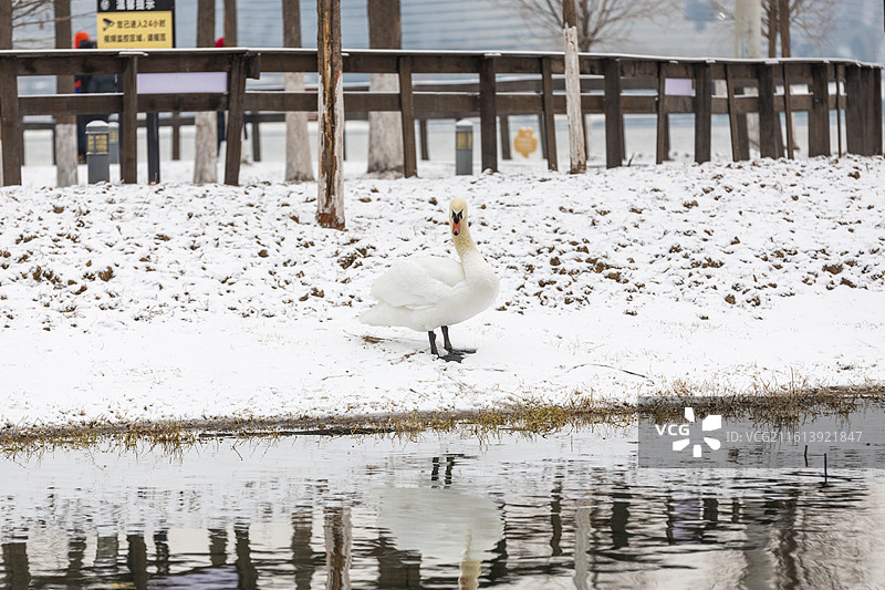 天鹅，雪中天鹅，郑州北龙湖湿地公园图片素材