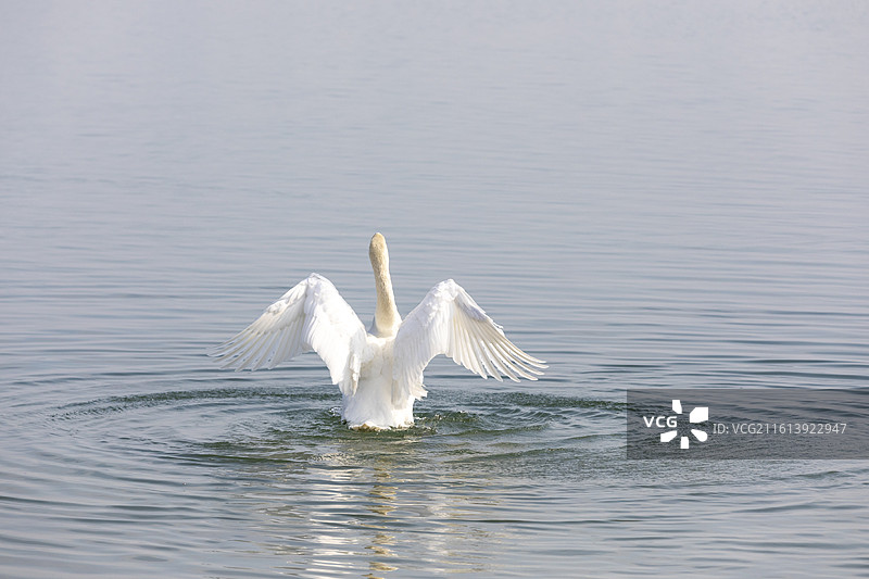 郑州北龙湖湿地公园，疣鼻天鹅，天鹅图片素材