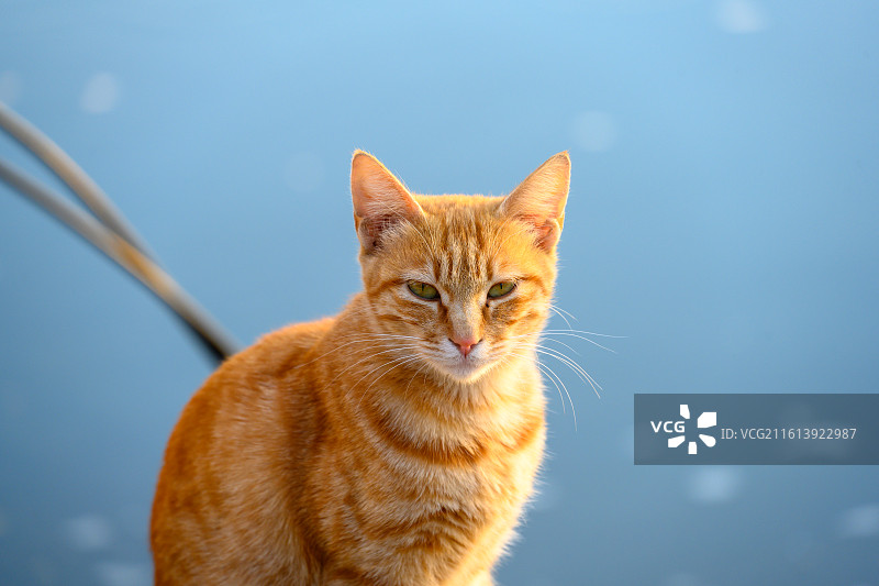 湖畔的橘色猫咪图片素材