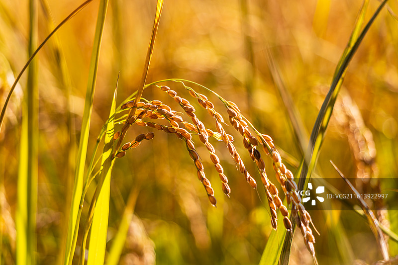 即将收获的金灿灿的京西稻图片素材