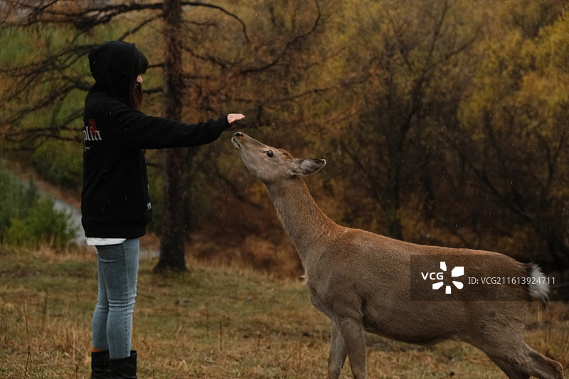 阿尔山的人与鹿图片素材