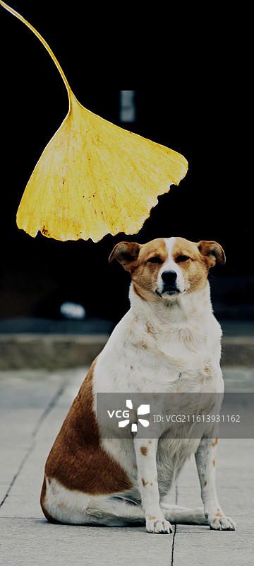 上海龙华寺里银杏树叶背景坐在地面上的狗特写图片素材