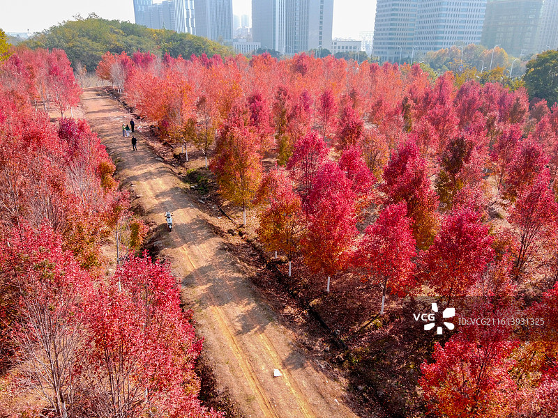 武汉市文华学院 红枫林航拍图片素材