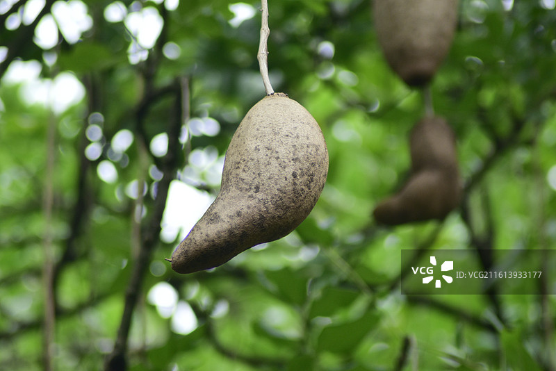 中国珍稀植物-Kigelia africana 吊瓜树图片素材