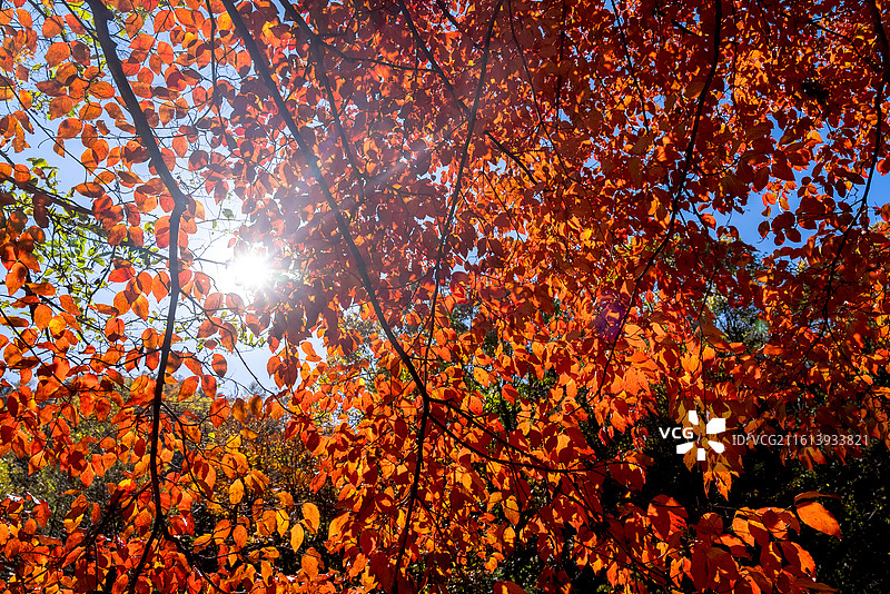 秋天红叶天空阳光图片素材