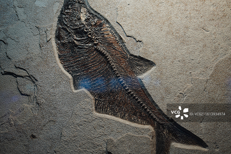 史前鱼类化石骨架图片素材