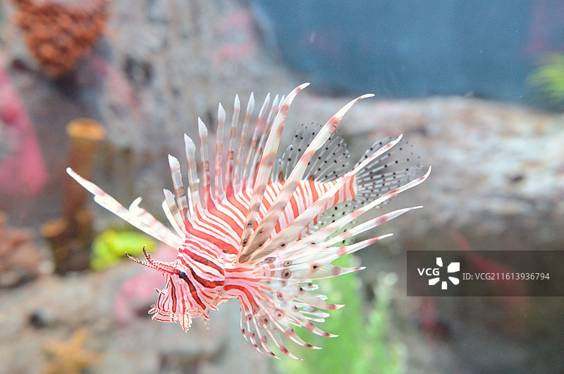 海底的狮子鱼图片素材