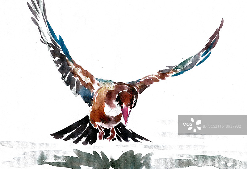 展翅的白胸翡翠图片素材