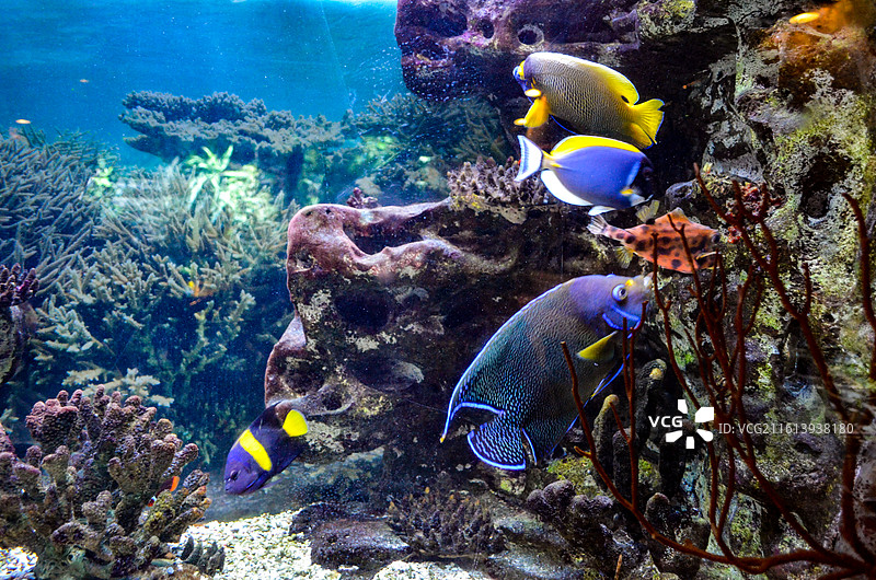 海底环境和鱼图片素材