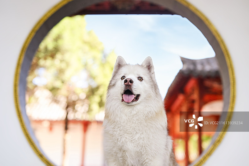 中国风的西伯利亚雪橇犬图片素材