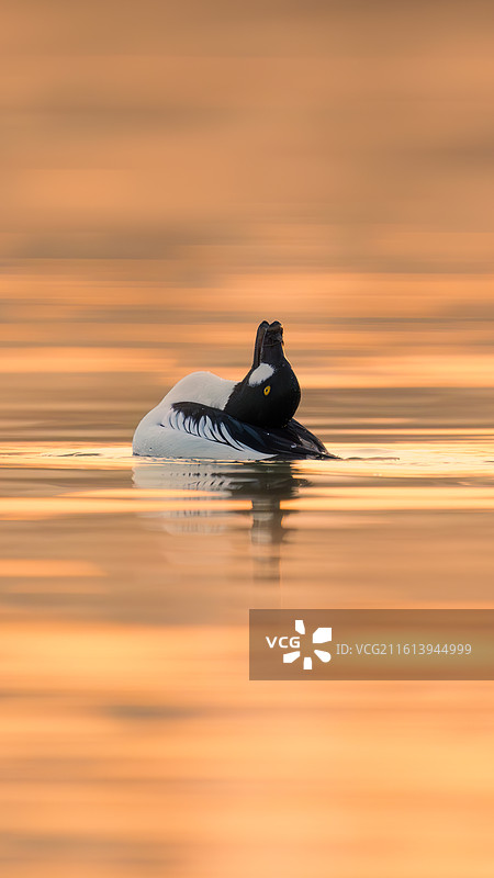 仰天长啸图片素材