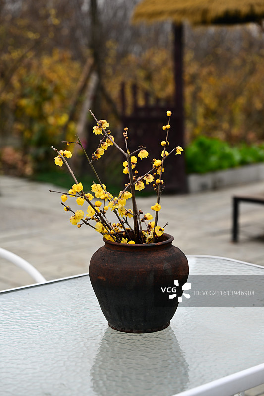 都江堰琥珀腊梅园图片素材