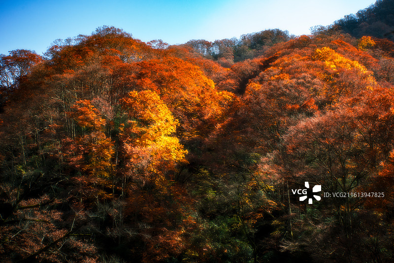 米仓山晚秋景色图片素材