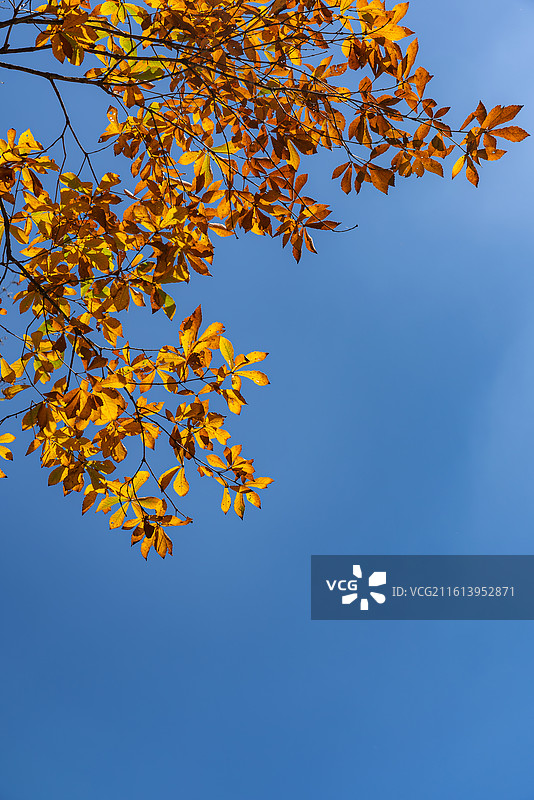 秋天红叶天空阳光图片素材