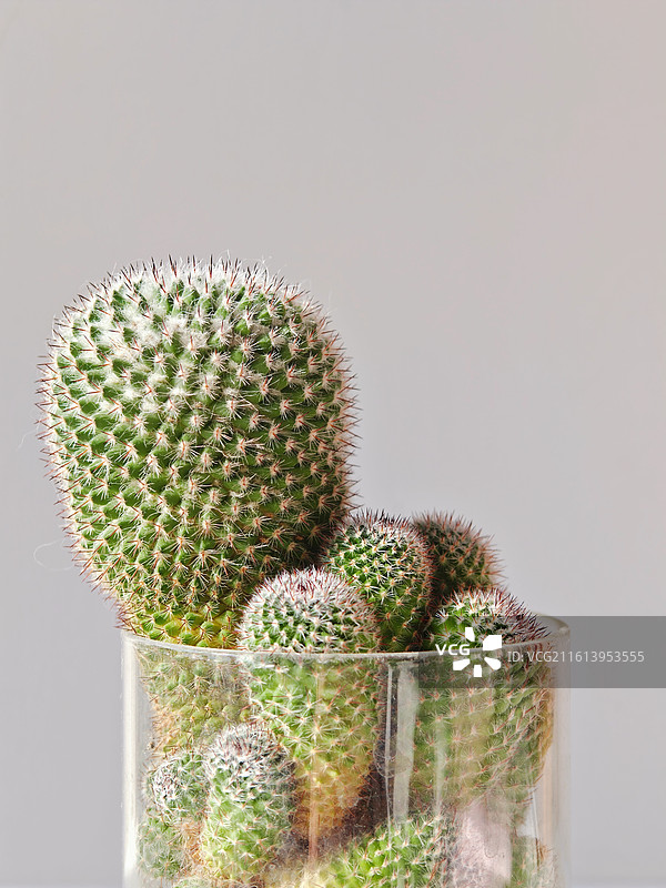 仙人球，盆栽仙人掌，毛茸茸的仙人球，可爱的仙人球，白珠仙人球，仙人掌，植物学，群生仙人球图片素材