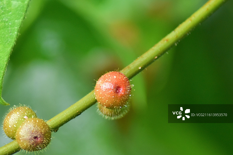 中国珍稀植物-Ficus hirta 粗叶榕-五指毛桃图片素材