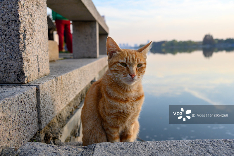 湖畔的橘色猫咪图片素材